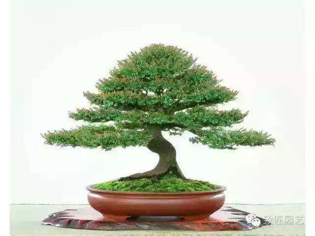 小叶檀盆景价格,小叶檀造型盆景