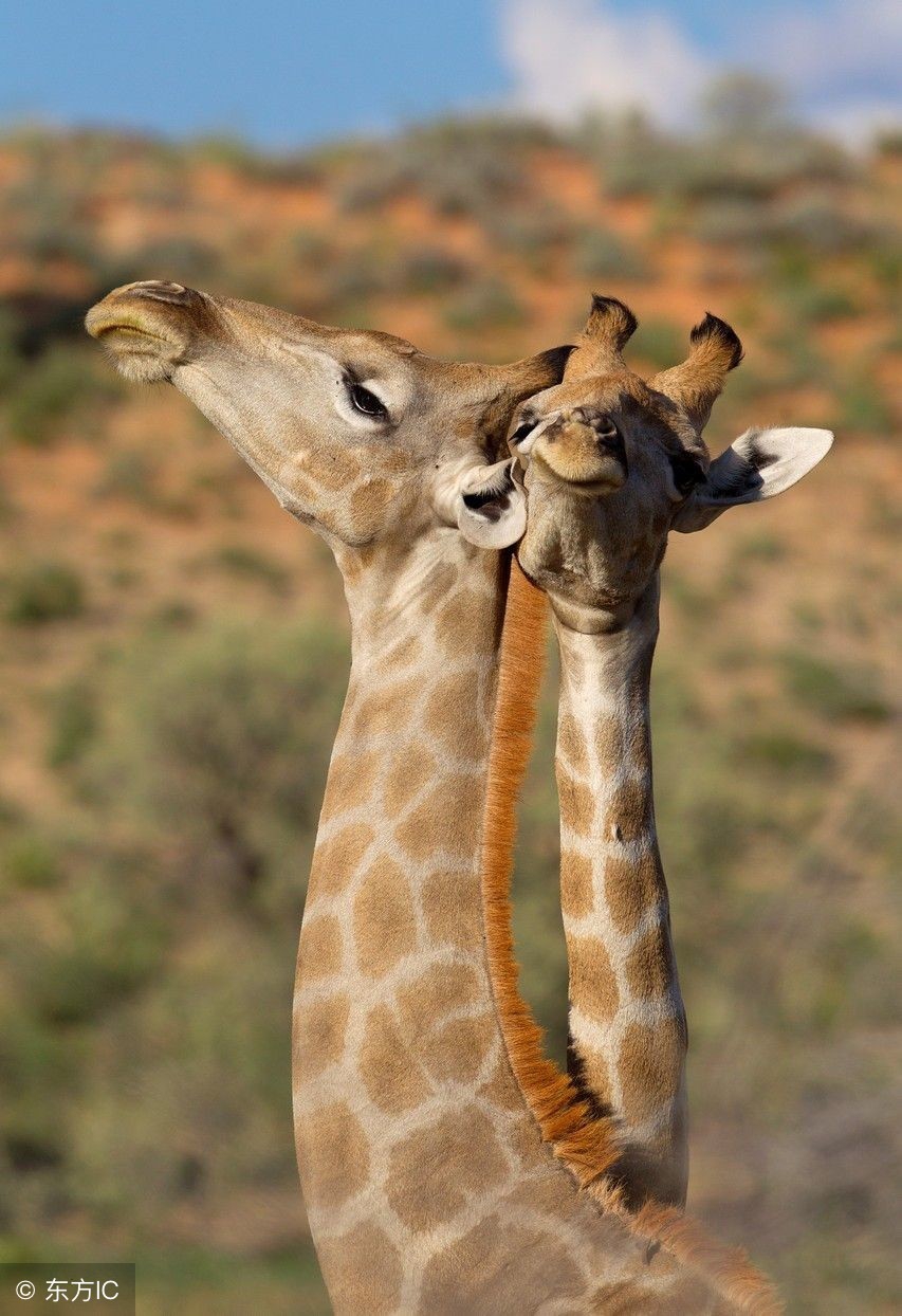 动物冷知道：那些奇怪的羞羞的方式，你们感受一下……