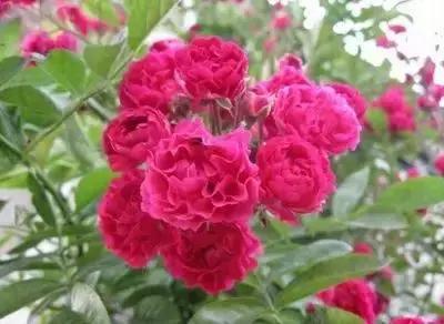 100种的鲜花花语合集,100种花的寓意和花语