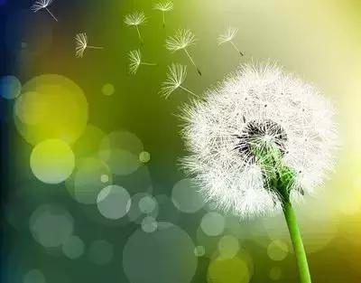 100种象征着爱情的花的花语,满天星花有几种颜色对应的花语