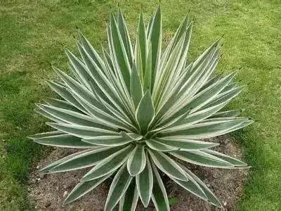 100种的鲜花花语合集,100种花的寓意和花语