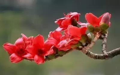 100种的鲜花花语合集,100种花的寓意和花语