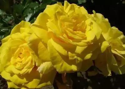 鲜花的100种花语,全部花草的花语