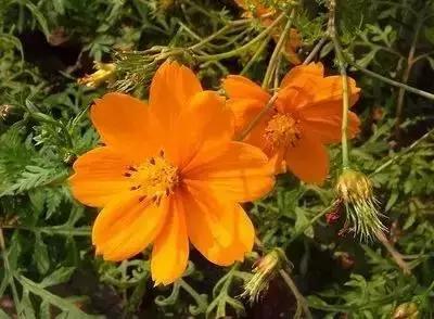 100种象征着爱情的花的花语,满天星花有几种颜色对应的花语