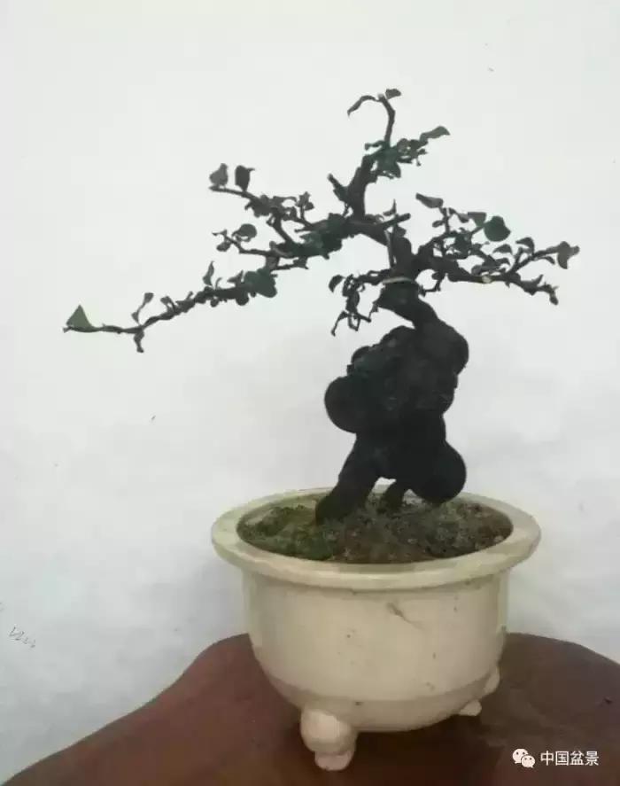 左世新金弹子盆景直播,左世新根艺金弹子