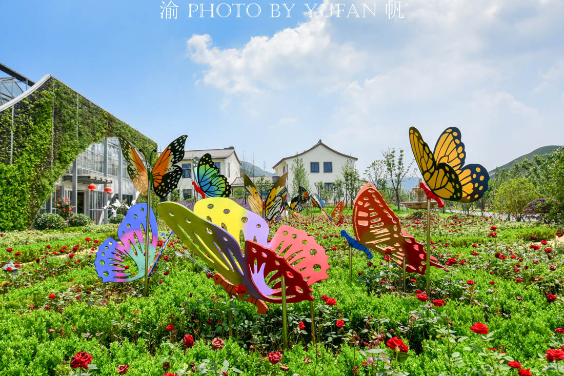 中国的国蝶是什么？居然很多人都不知道！来亚州最大有蝴蝶馆看看