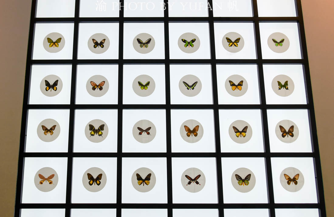 中国的国蝶是什么？居然很多人都不知道！来亚州最大有蝴蝶馆看看