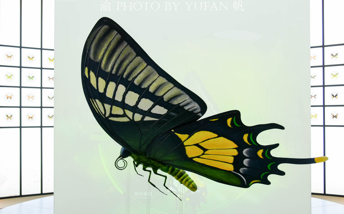 中国的国蝶是什么？居然很多人都不知道！来亚州最大有蝴蝶馆看看