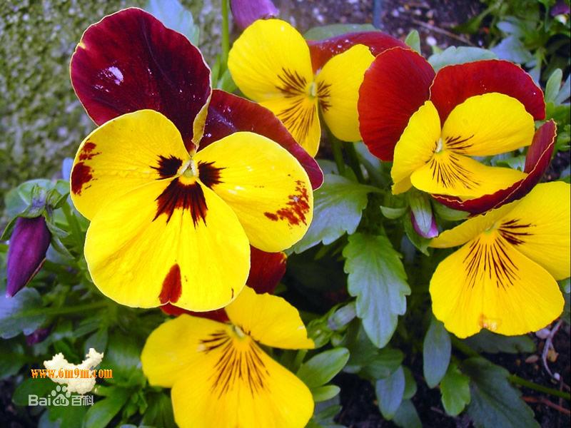 人面花三色堇,三色堇和大花三色堇