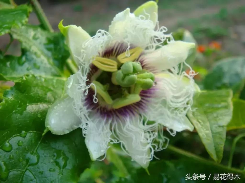 百香果栽培的最佳温度,百香果苗栽培多久能结果