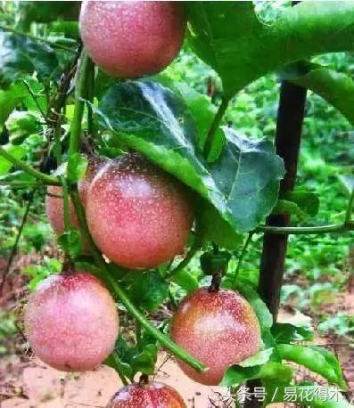 百香果小苗换大杯如何养护,百香果垂帘式栽培方法