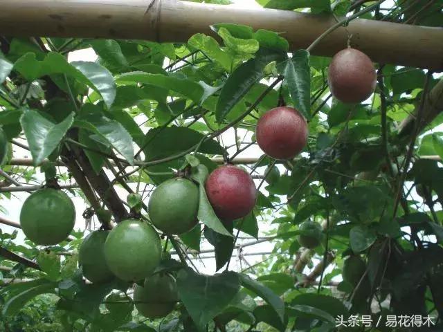 百香果栽培的最佳温度,百香果苗栽培多久能结果