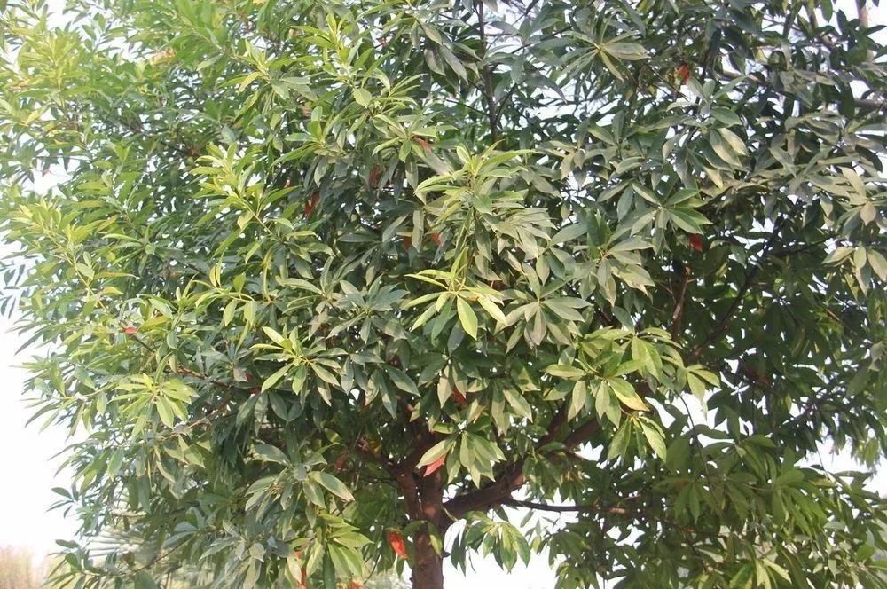 南平市的市花,福建省南平市市花