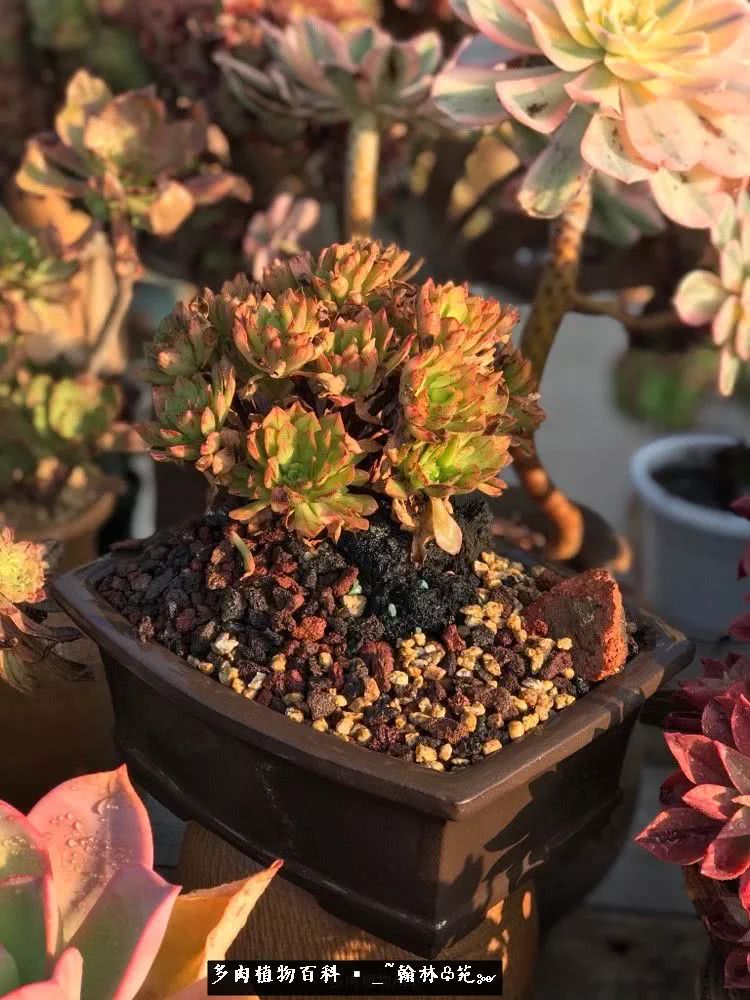 又一场法师视觉盛宴欣赏：翰林苑的昆明多肉花园！