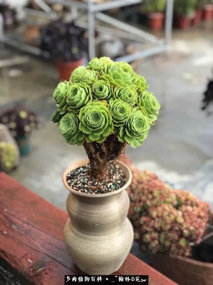 又一场法师视觉盛宴欣赏：翰林苑的昆明多肉花园！