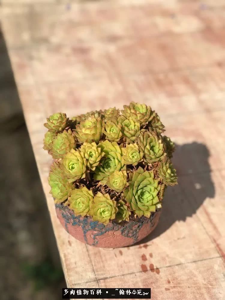 昆明精品多肉花园,昆明最好看的多肉花园