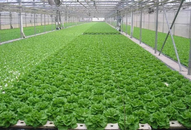 无土栽培的设施和建造,常见的无土栽培设施类型有哪些