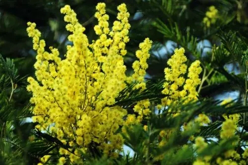 世界各国国花图片及名称集锦,世界各地的国花你能叫出几个名字