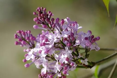 世界各国国花图片及名称集锦,世界各地的国花你能叫出几个名字