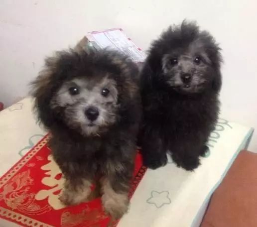 原来狗子还能丑到这种地步,盘点那些让人哭笑不得的狗子