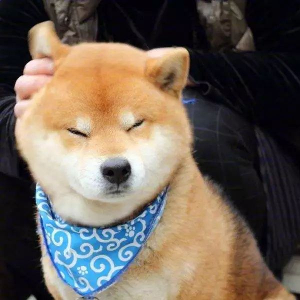 原来狗子还能丑到这种地步,盘点那些让人哭笑不得的狗子