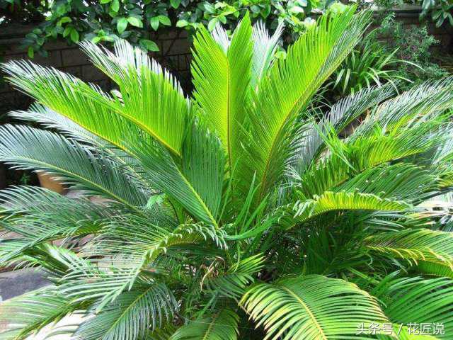 铁树怎么养及注意事项,铁树该怎么养护和浇水