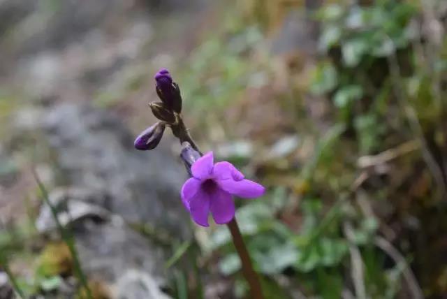 结斯沟日果冷觉山域未登峰考察报告