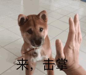 狗狗最喜欢玩的玩具是什么,狗狗必备的5种玩具