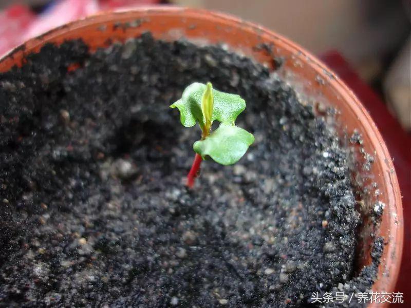 石榴的种子在什么季节播种最好,石榴的栽培繁殖方法