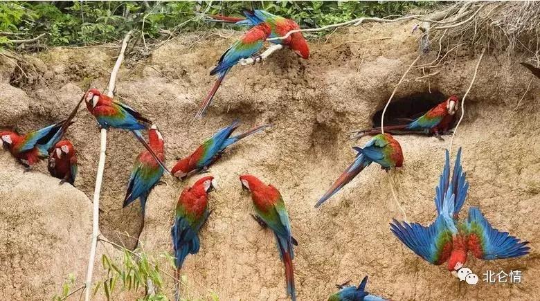 巧言善辩的视频,智商第一名的金刚鹦鹉是什么