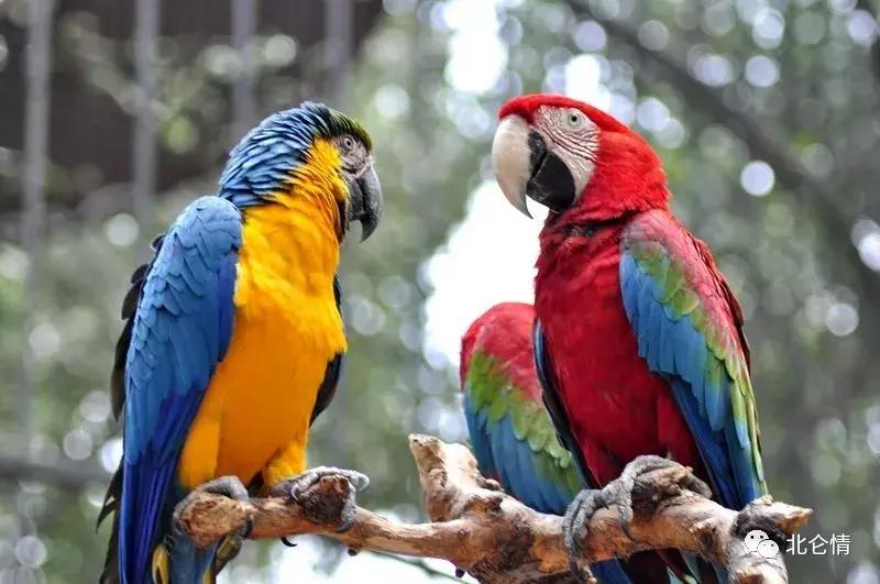 巧言善辩的视频,智商第一名的金刚鹦鹉是什么