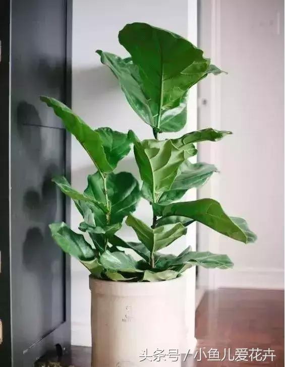 养花浇水知道这14个坑花能活20年,不适合多浇水的8种花