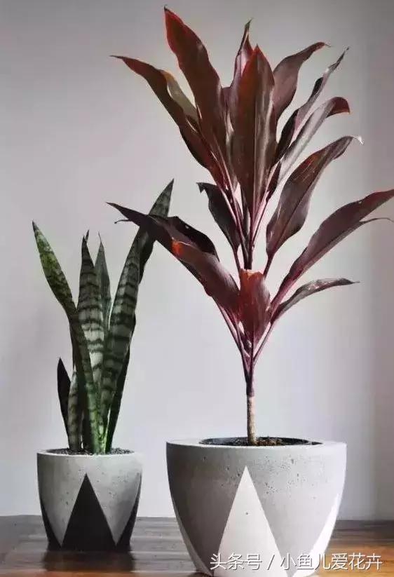 养花浇水知道这14个坑花能活20年,不适合多浇水的8种花