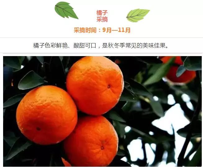 新余应季水果采摘园,新余水西水果采摘