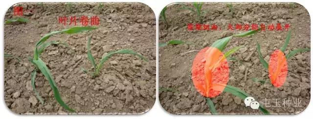 玉米卷叶怎么回事,玉米苗期卷叶怎么补救