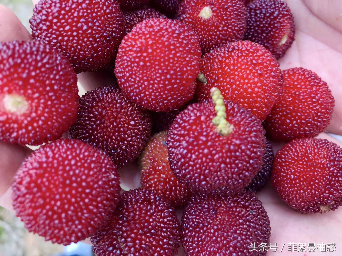 世界杯在哪看比赛,世界杯在哪看