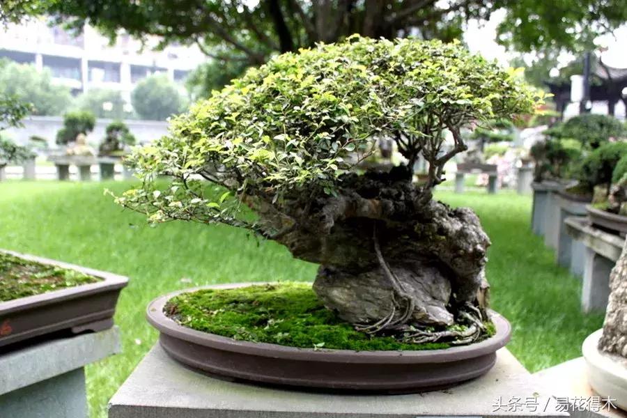 怎么区分榆树和榉树,怎么分辨榆叶梅和碧桃