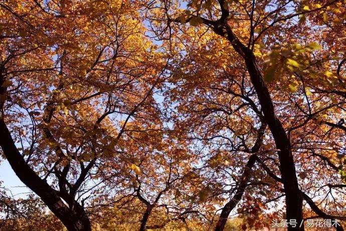 怎么区分榆树和榉树,怎么分辨榆叶梅和碧桃