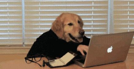 狗狗看世界杯激动的跳下来,狗怎么看世界杯