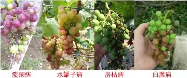 葡萄成熟掉果,葡萄快成熟时为什么果粒缩水掉料