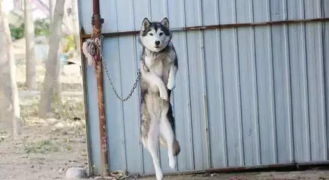 哈士奇被主人绑在家门口，不为了看门，只是防止二哈上天！