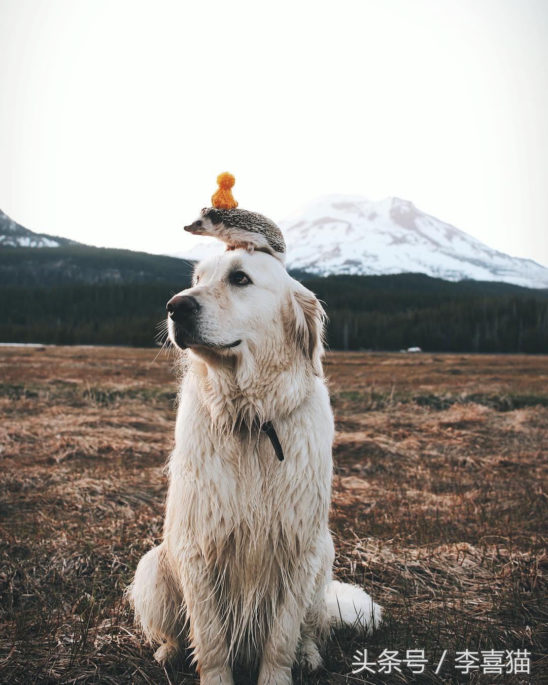 浑身都是刺也阻挡不了卖萌的脚步，活泼的吃货小刺猬了解一下