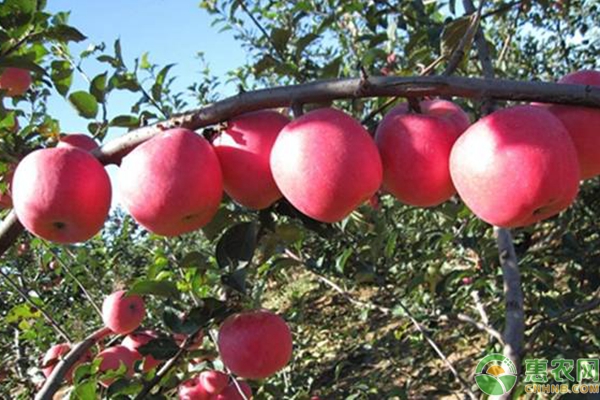 苹果价格2021收购行情介绍,维纳斯黄金苹果和瑞雪苹果价格