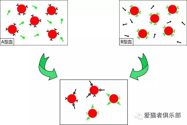 猫的血型，你又知多少？