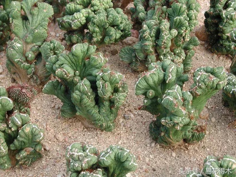 多肉植物仙人掌怎样养得粗壮,山影拳仙人山图片