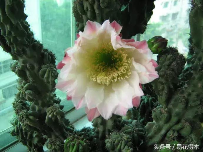 多肉植物仙人掌怎样养得粗壮,山影拳仙人山图片