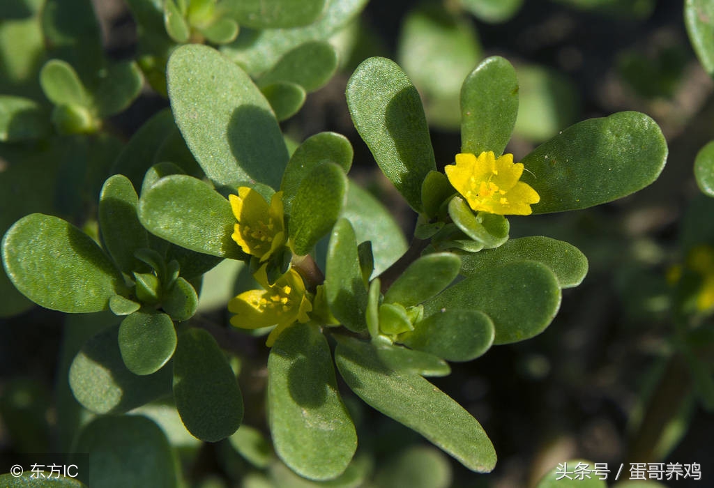 肠道调理视频,肠道调养