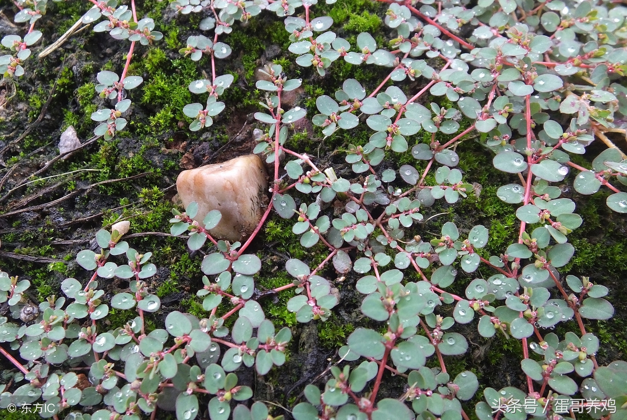 肠道调理视频,肠道调养