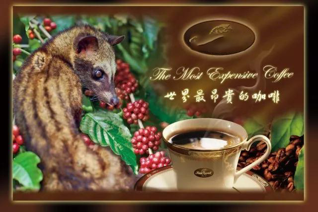 真正的猫屎咖啡,猫屎咖啡背后的残酷真相