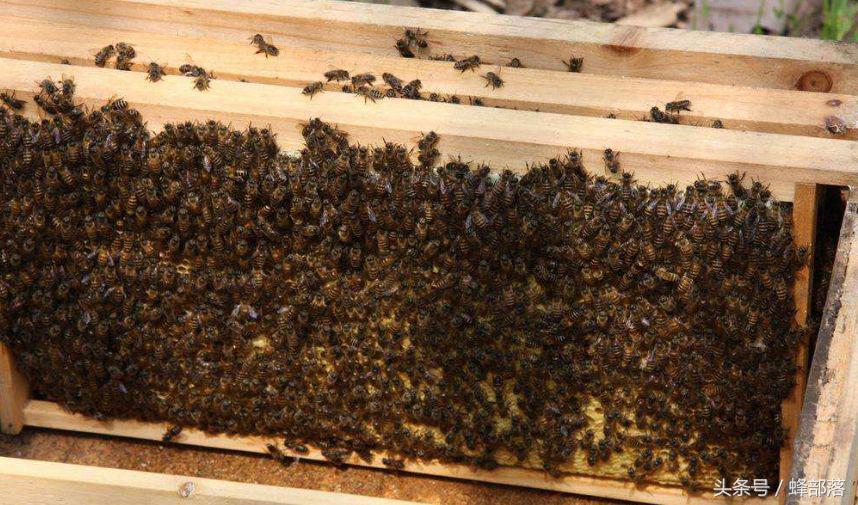 蜜蜂饲喂白糖对蜂蜜质量有影响吗,用白糖喂养的蜜蜂好吗